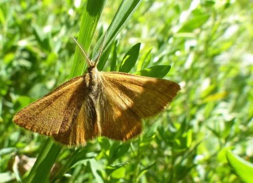 Réf. 190 259 : Lythria sp.